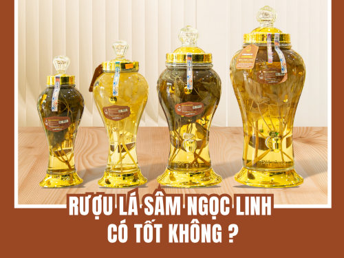 Rượu lá sâm Ngọc Linh có tốt không? Gợi ý địa chỉ mua uy tín - giá hợp lý